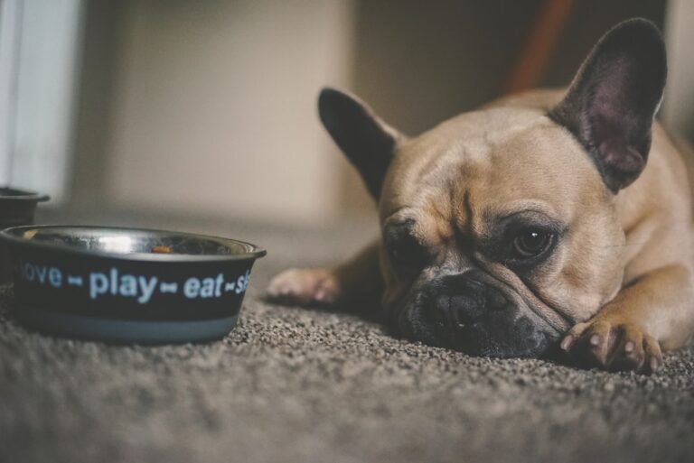 The Benefits of High-Quality Pet Food for Health