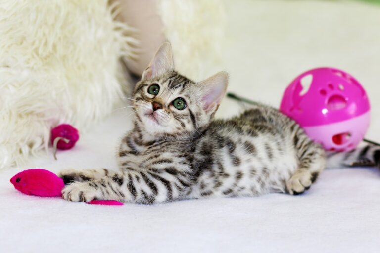 Creating a Safe and Fun Space for Your Pets