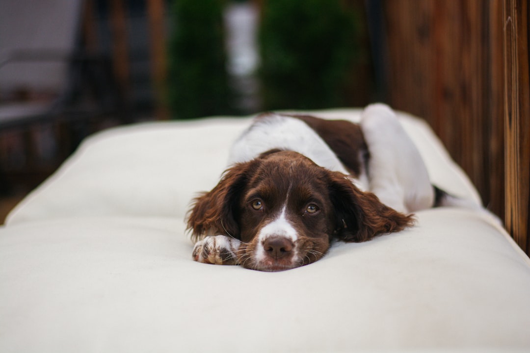 Tips for Selecting the Ideal Bed for Your Dog