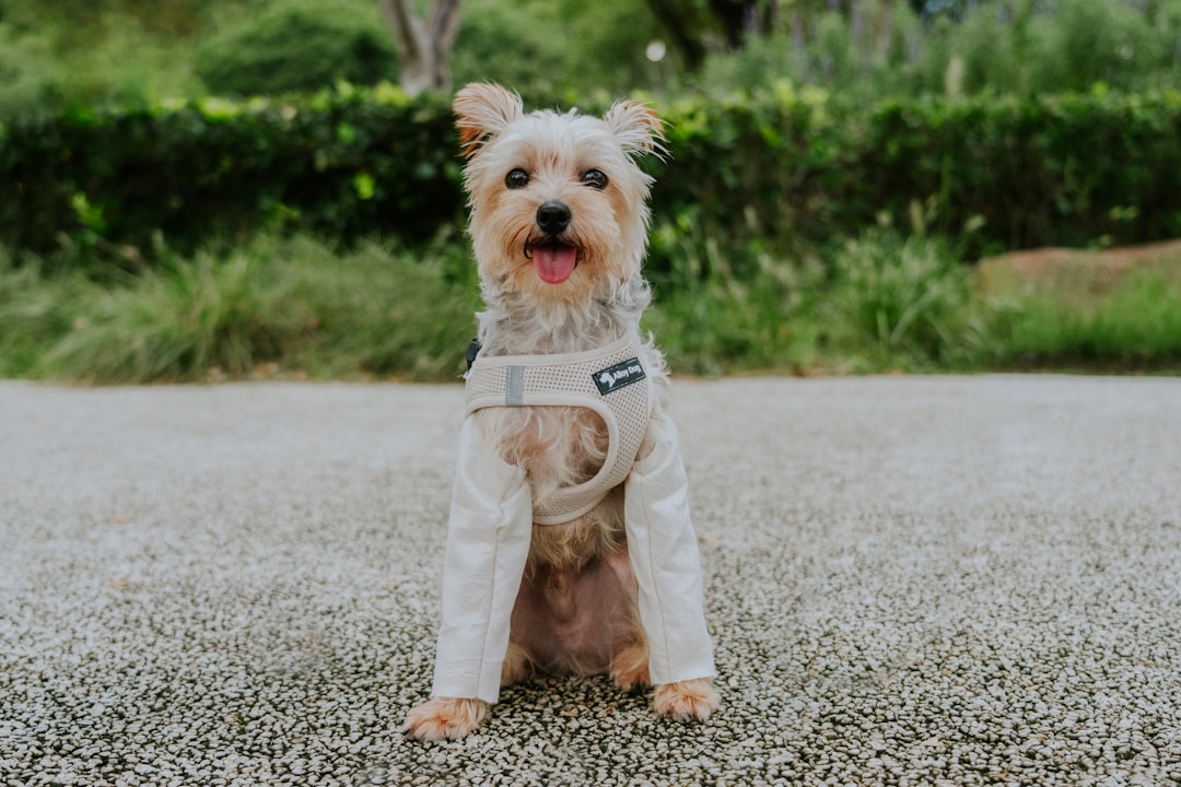 Exploring Eco-Friendly Pet Products for Conscious Consumers