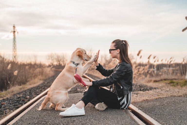 Innovative Training Tools to Help Your Dog Succeed