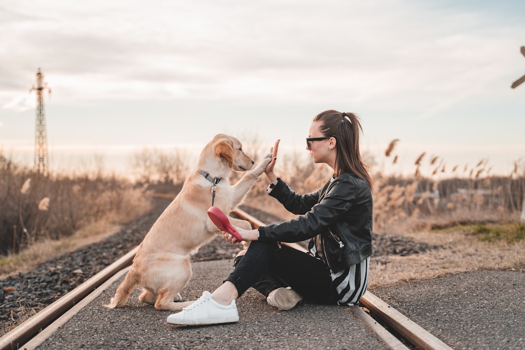 Innovative Training Tools to Help Your Dog Succeed