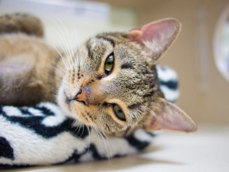 Understanding the Importance of Regular Pet Health Checkups